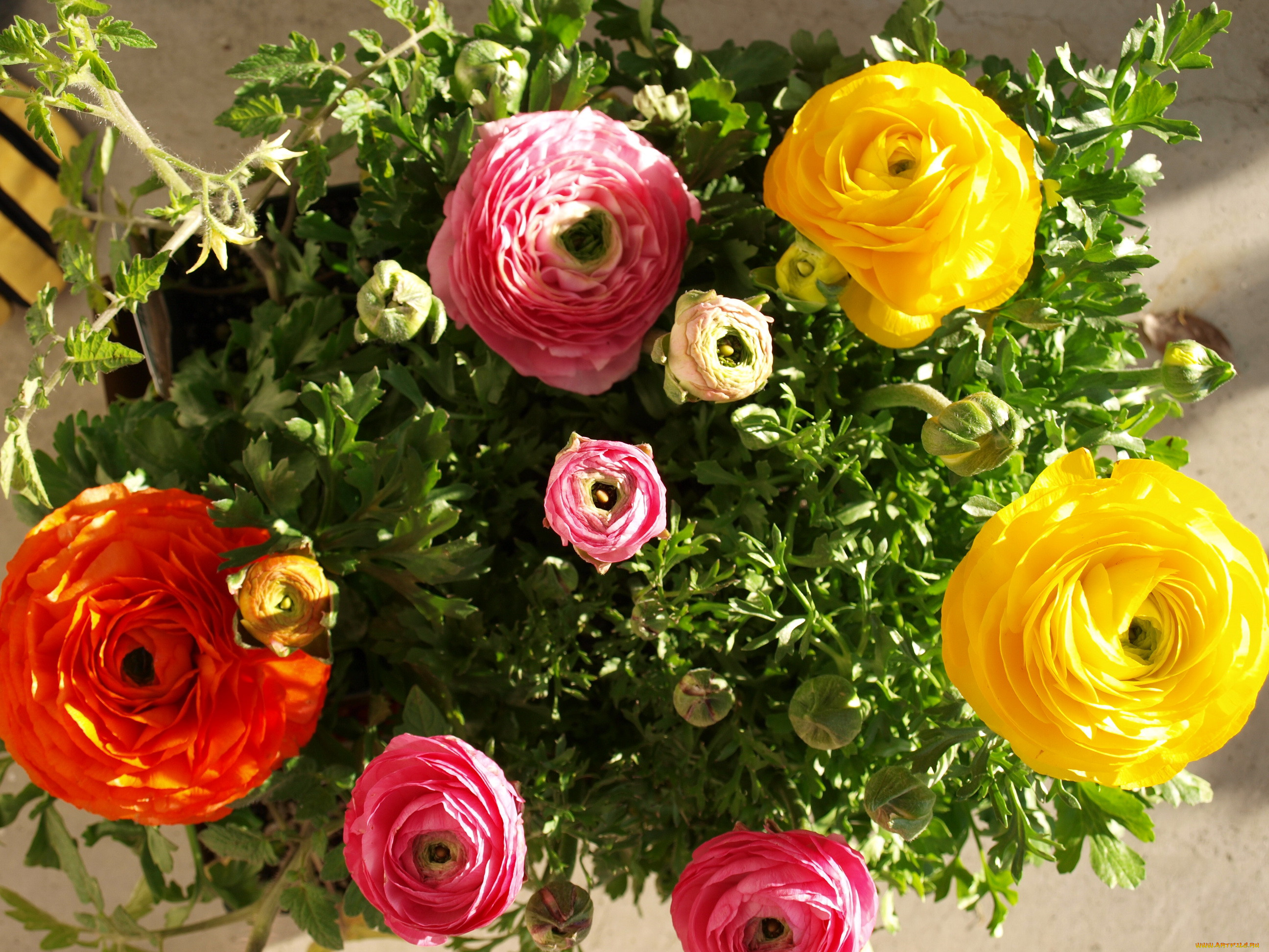 , , , , ranunculus, 